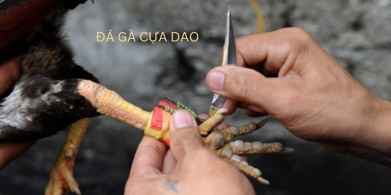 Giới thiệu đá gà cựa dao