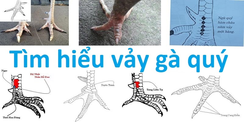 Tìm hiểu vảy gà được đánh giá quý hiếm